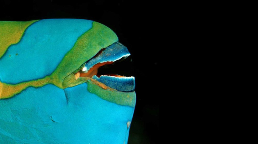 A-colorful-fish-with-a-sharp-mouth A-colorful-fish-with-a-sharp-mouth