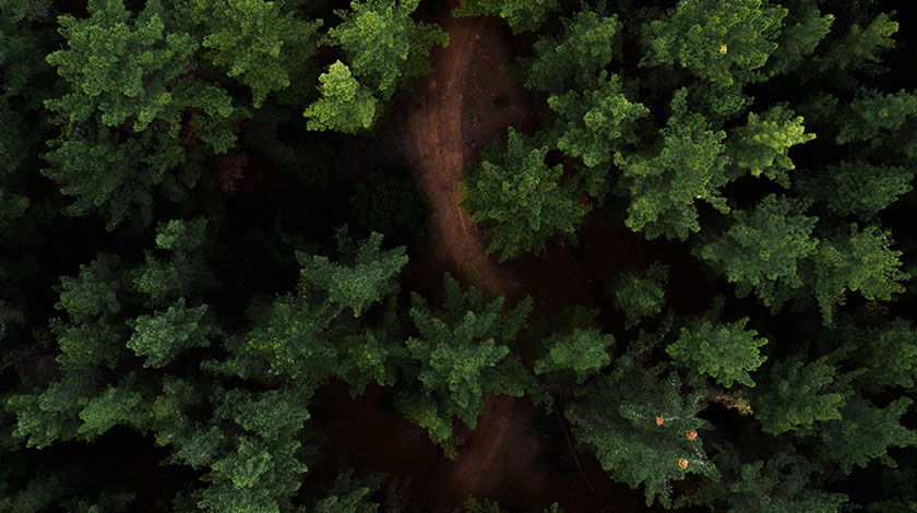 Tree-tops-with-a-dirt-road-going-through-the-trees Tree-tops-with-a-dirt-road-going-through-the-trees